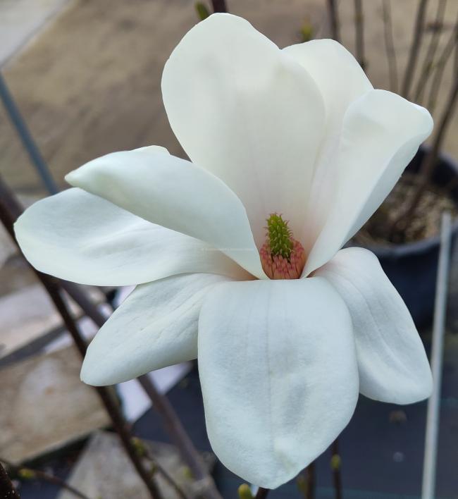 Magnolia soulangeana 'Alba Superba' (x)