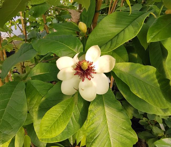 Magnolia 'Southern Belle' (x)