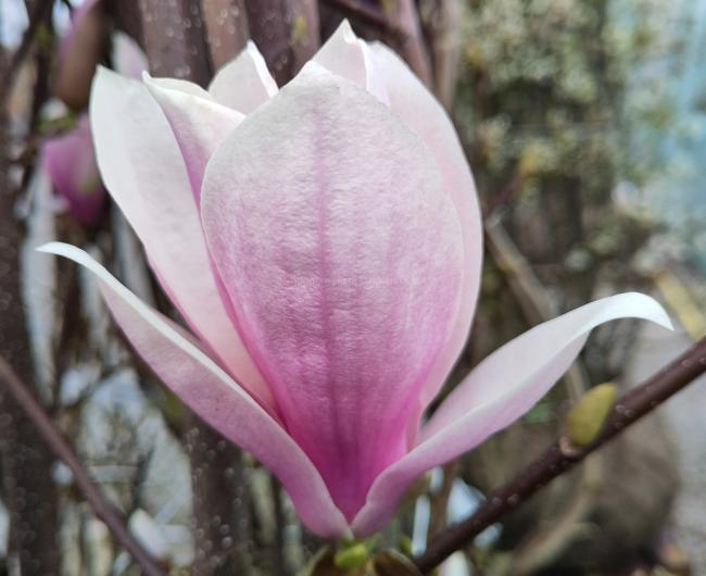 Magnolia soulangeana 'Beugnon'