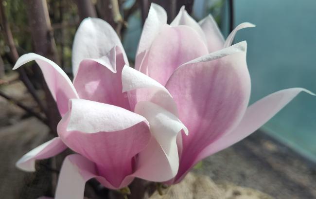 Magnolia soulangeana 'Beugnon'