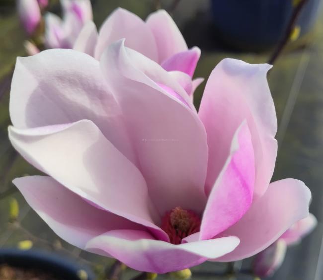 Magnolia soulangeana 'Beugnon'