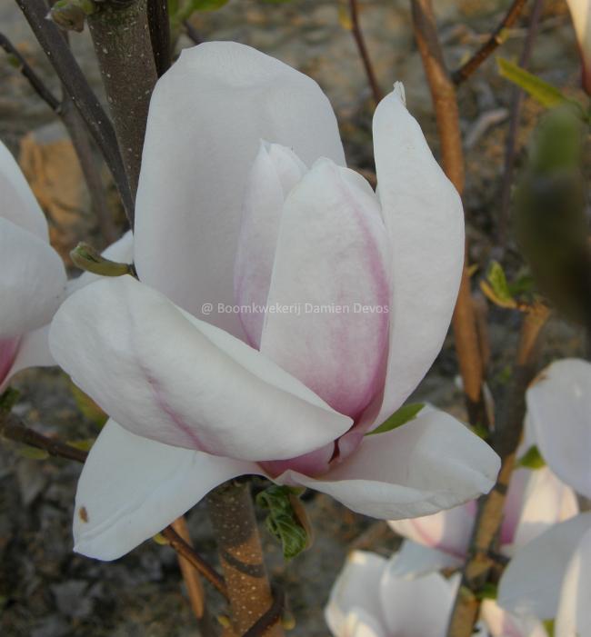 Magnolia soulangeana 'Brozzoni' (x)