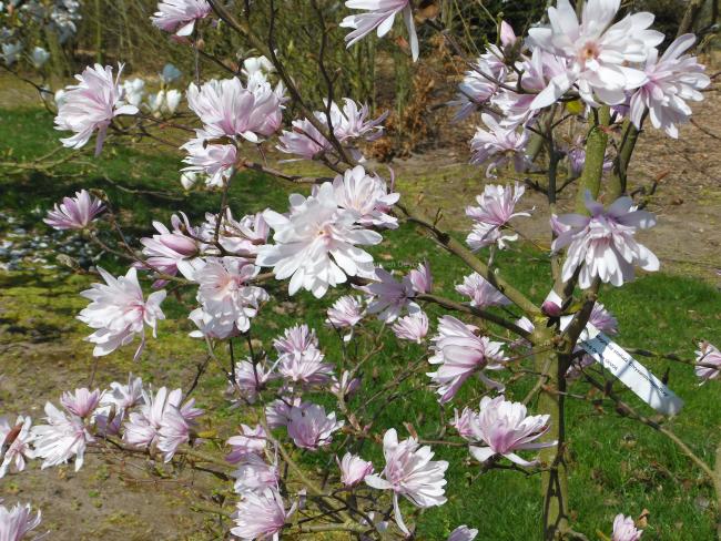 Magnolia stellata 'Chrysanthemumiflora'