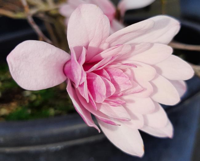 Magnolia stellata 'Chrysanthemumiflora'