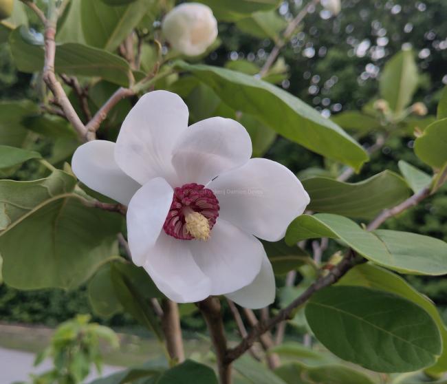 Magnolia sieboldii 'Colossus'