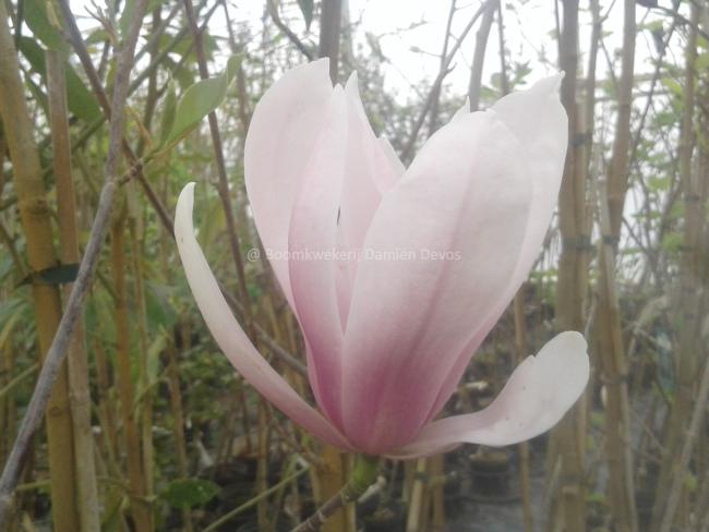 Magnolia 'Sentinel'