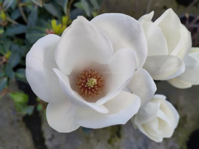 Magnolia soulangeana 'Lennei Alba' (x)