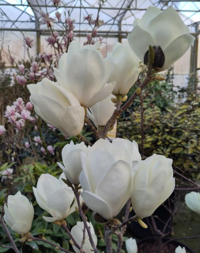 Magnolia soulangeana 'Lennei Alba' (x)