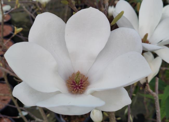 Magnolia soulangeana 'Lennei Alba' (x)