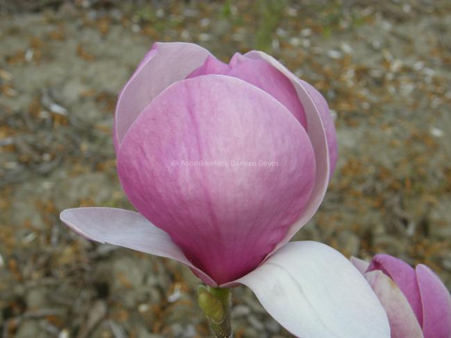 Magnolia soulangeana 'Lennei' (x)