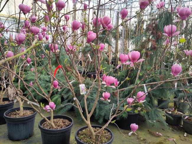 Magnolia soulangeana 'Lennei' (x)