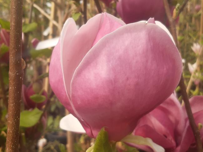 Magnolia soulangeana 'Lennei' (x)