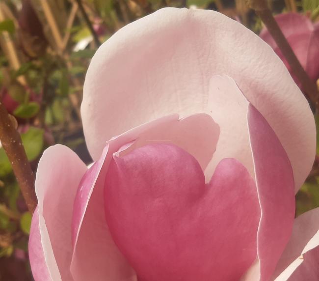 Magnolia soulangeana 'Lennei' (x)