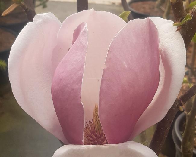 Magnolia soulangeana 'Lennei' (x)