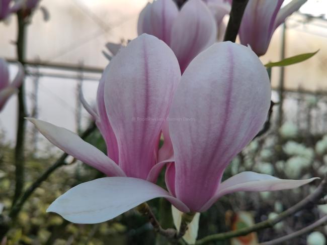 Magnolia soulangeana (x)