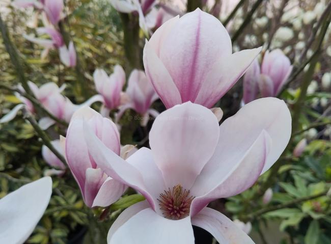 Magnolia soulangeana (x)
