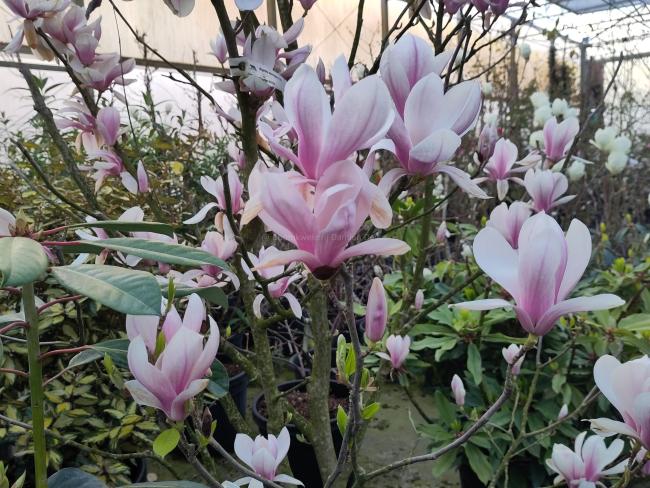 Magnolia soulangeana (x)