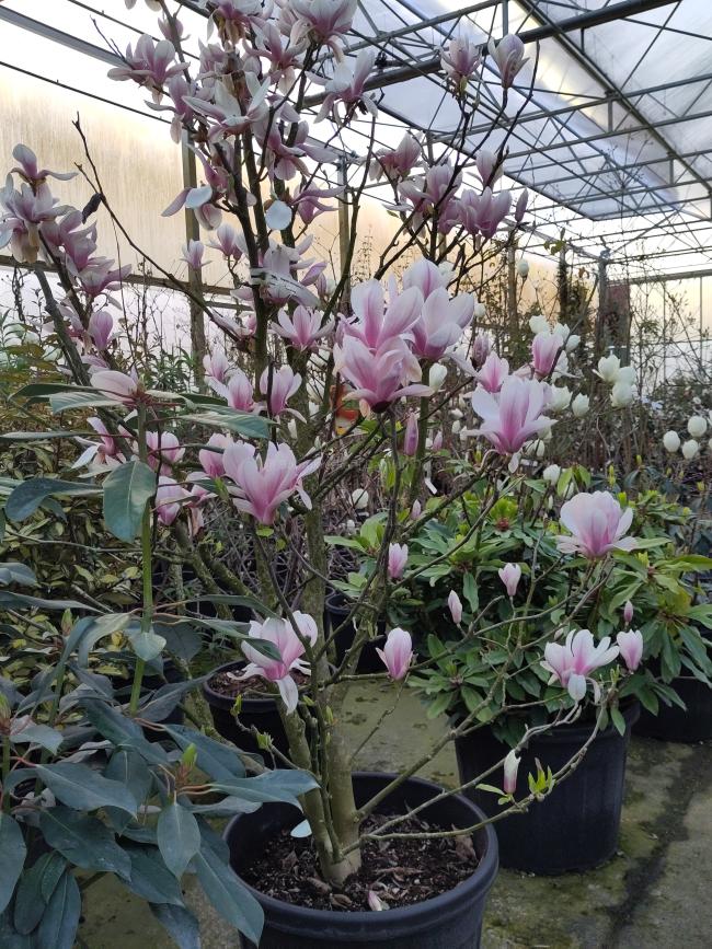 Magnolia soulangeana (x)
