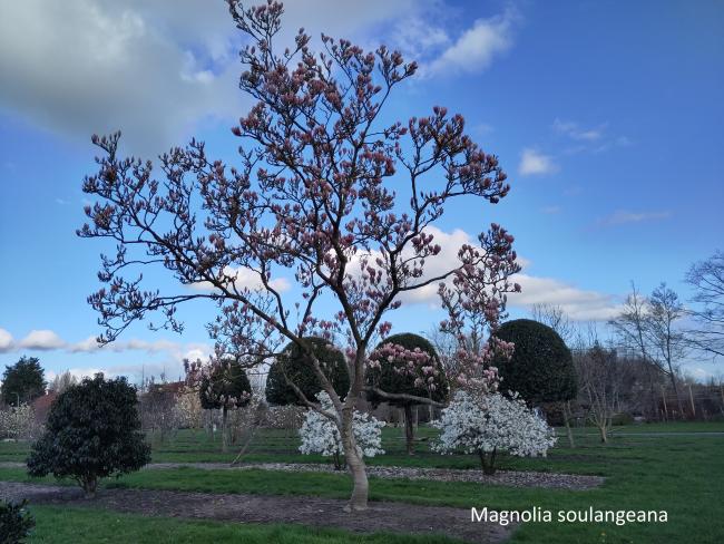 Magnolia soulangeana (x)