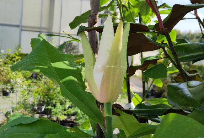 Magnolia 'Silk Road'