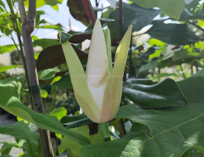 Magnolia 'Silk Road'