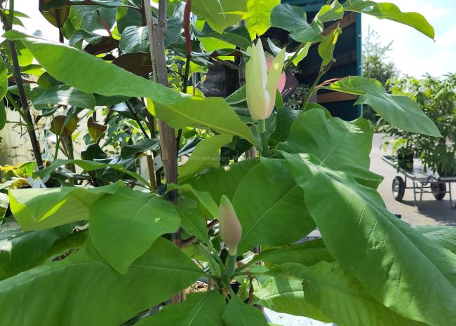 Magnolia 'Silk Road'