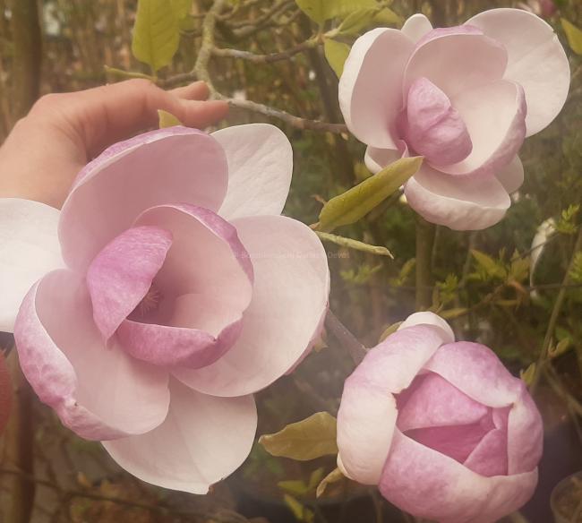 Magnolia soulangeana 'Rustica Rubra' (x)