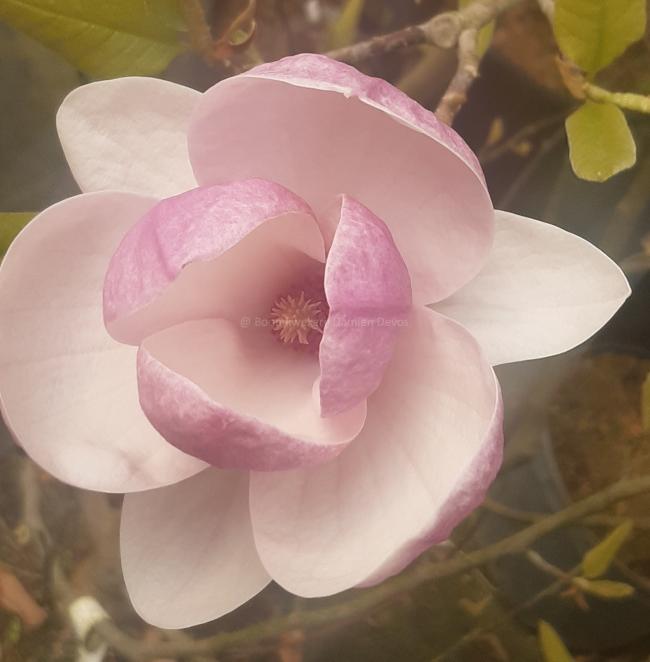 Magnolia soulangeana 'Rustica Rubra' (x)