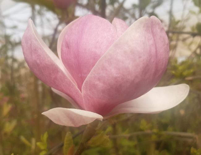Magnolia soulangeana 'Rustica Rubra' (x)