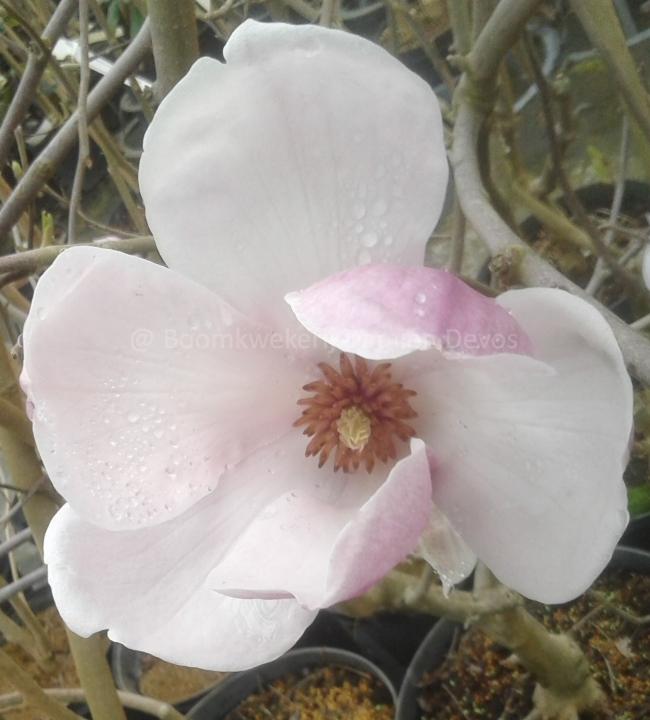 Magnolia soulangeana 'Rustica Rubra' (x)