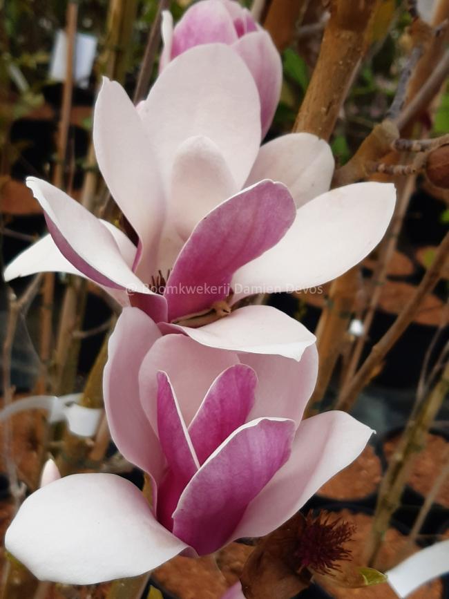 Magnolia soulangeana 'Satisfaction'