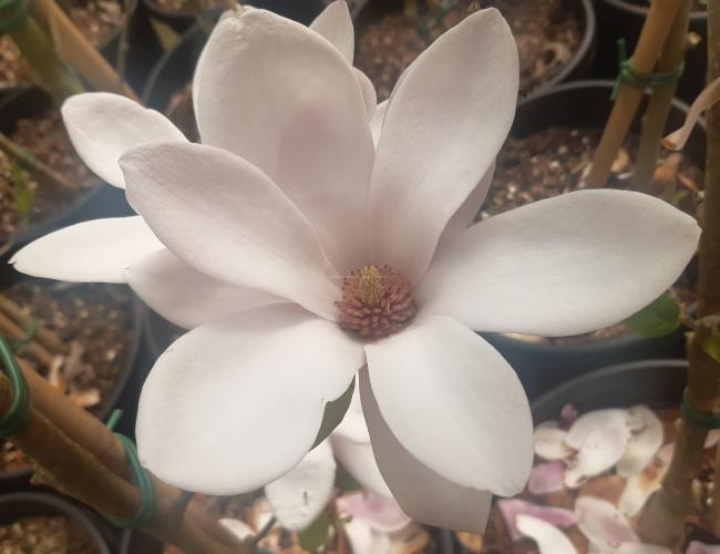 Magnolia soulangeana 'Satisfaction'