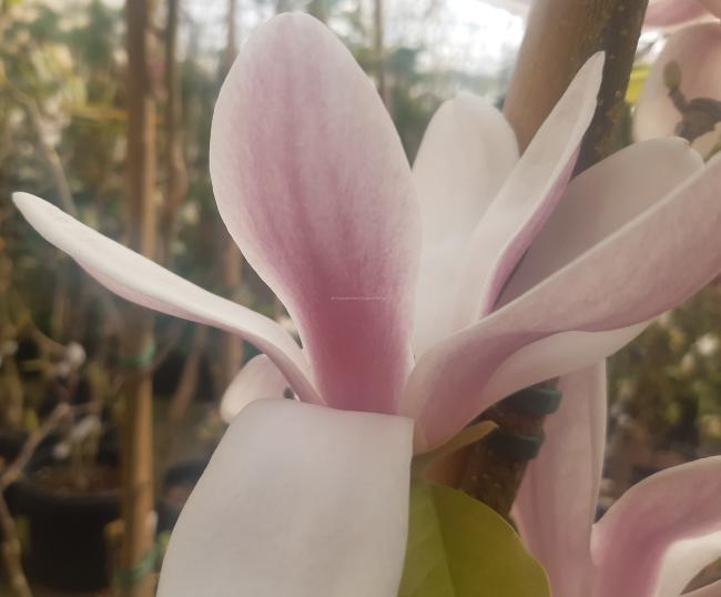 Magnolia soulangeana 'Satisfaction'
