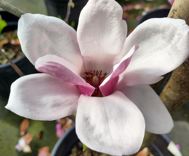Magnolia soulangeana 'Satisfaction'
