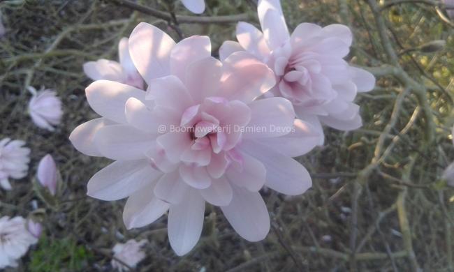 Magnolia stellata 'Shi Banchi Rosea'