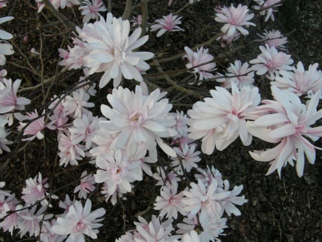 Magnolia stellata 'Shi Banchi Rosea'
