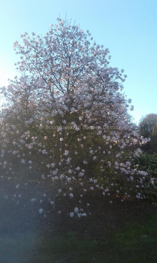 Magnolia stellata 'Shi Banchi Rosea'