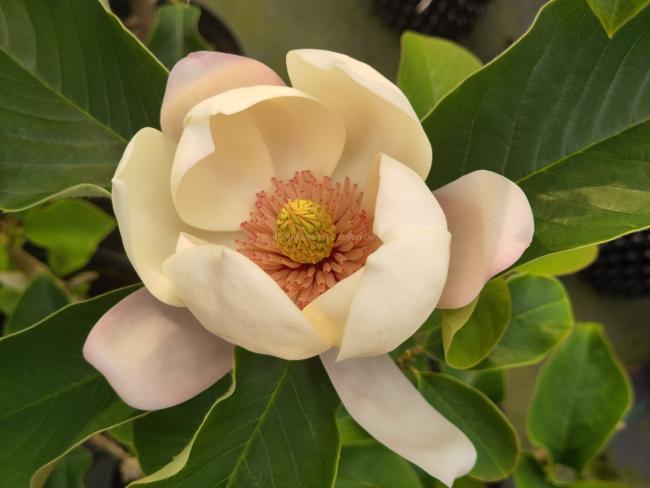 Magnolia 'Summer Solstice' (x)