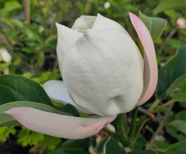 Magnolia 'Summer Solstice' (x)