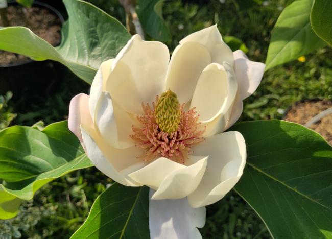 Magnolia 'Summer Solstice' (x)