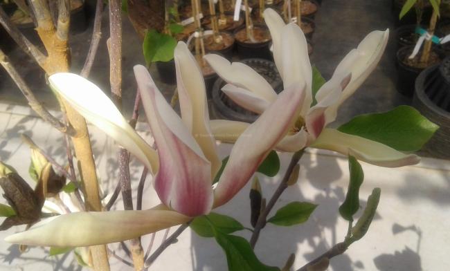 Magnolia 'Sun Sprite'