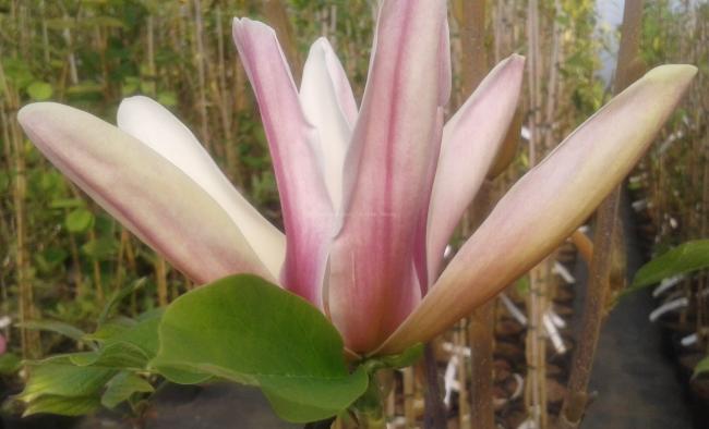 Magnolia 'Sun Sprite'