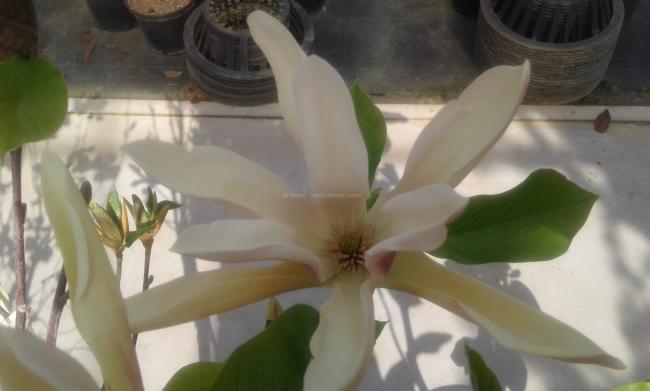 Magnolia 'Sun Sprite'