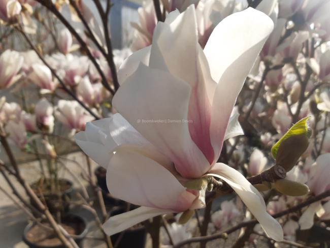 Magnolia soulangeana 'Superba' (x)