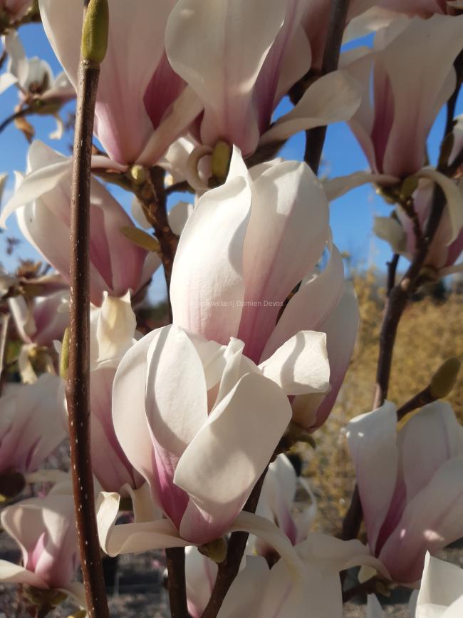 Magnolia soulangeana 'Superba' (x)