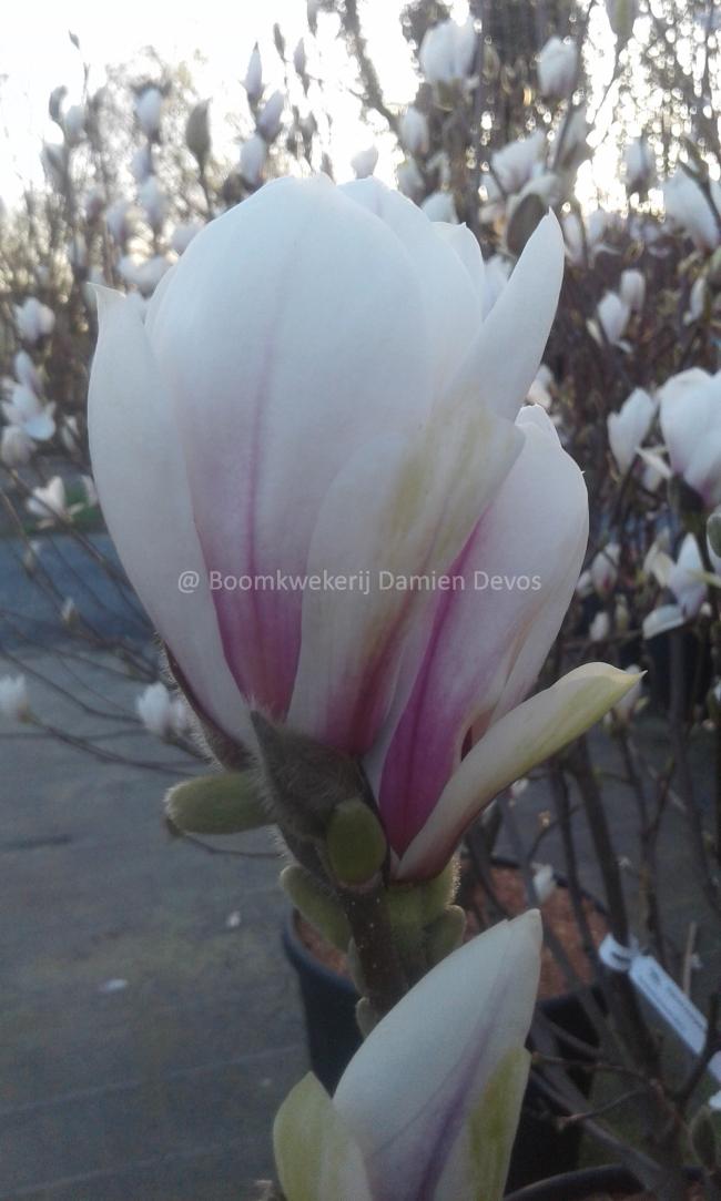 Magnolia soulangeana 'Superba' (x)