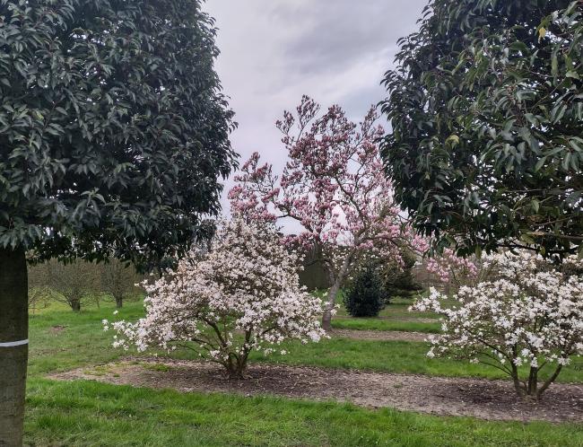 Magnolia stellata