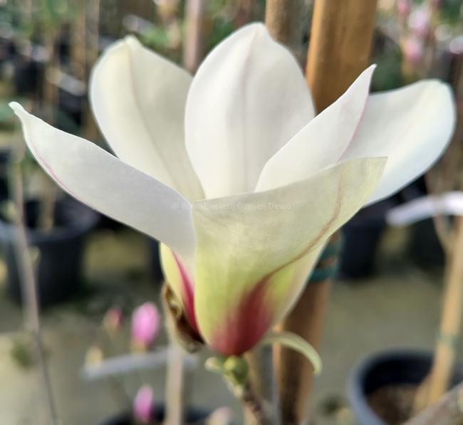 Magnolia 'Sunrise'