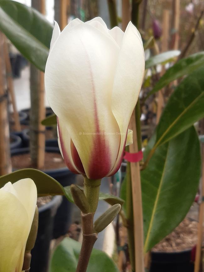 Magnolia 'Sunrise'