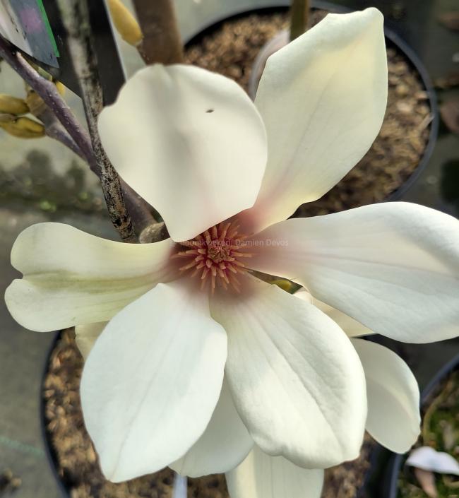 Magnolia 'Sunrise'